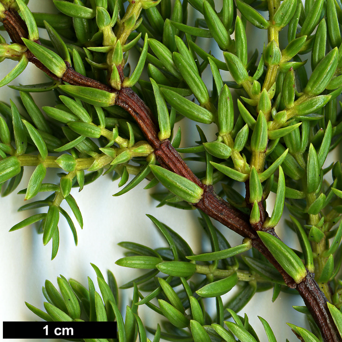 High resolution image: Family: Cupressaceae - Genus: Juniperus - Taxon: brevifolia